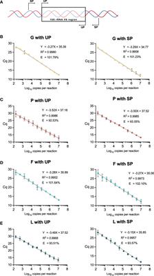 A novel Gardnerella, Prevotella, and Lactobacillus standard that improves accuracy in quantifying bacterial burden in vaginal microbial communities